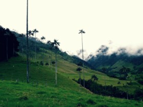 Las mejores zonas donde alojarse en Salento y el Valle del Cocora, Colombia