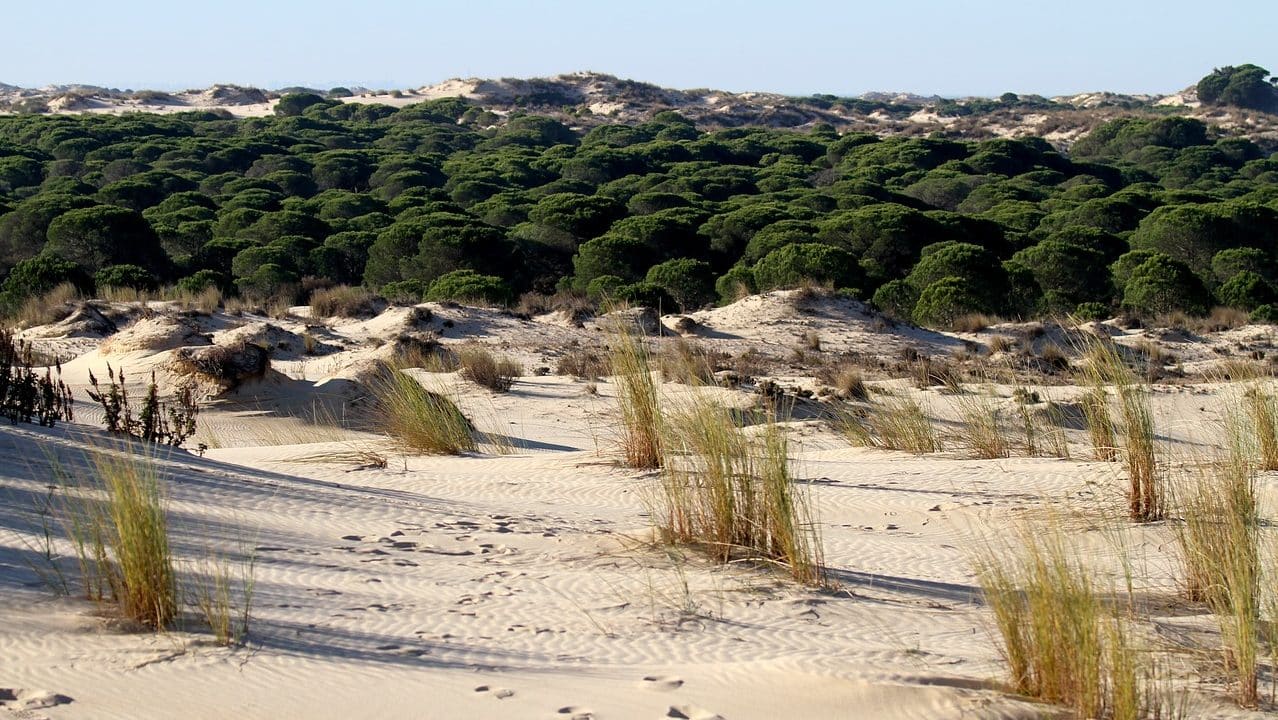 Where to stay in Huelva to visit Doñana National Park - Matalascañas